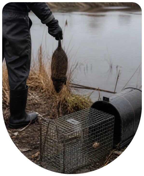 Профессиональное уничтожение ондатр в Ессентуках с гарантией результата